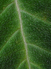 Nerven en aderen van een groen blad